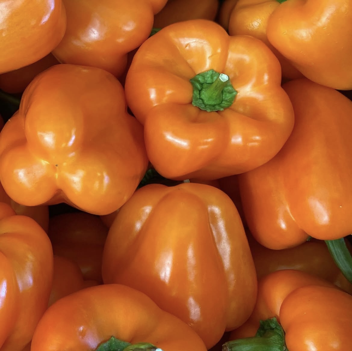 Photo 2025-04-02, 8 23 00 AM.jpg